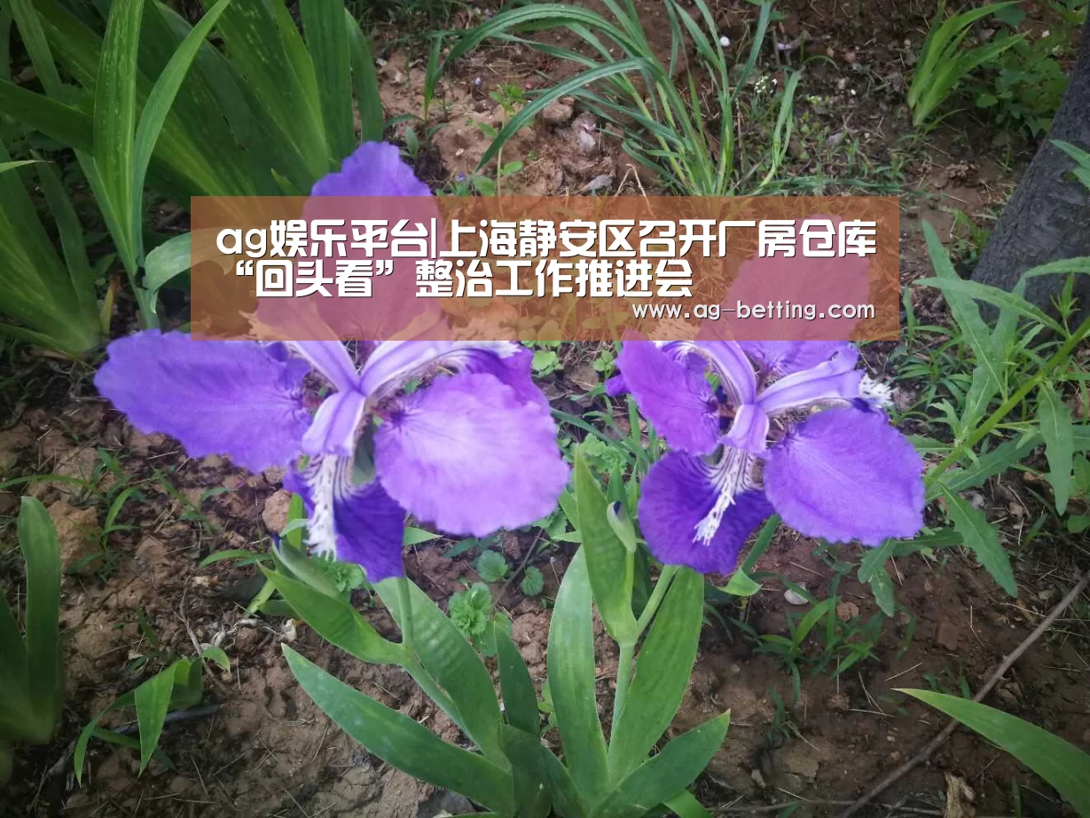 ag娱乐平台|上海静安区召开厂房仓库“回头看”整治工作推进会(图4) ag真人赌场
